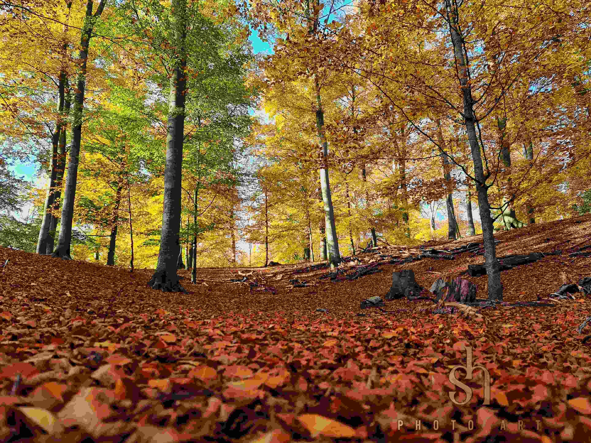 small pic ● Autumn Forest