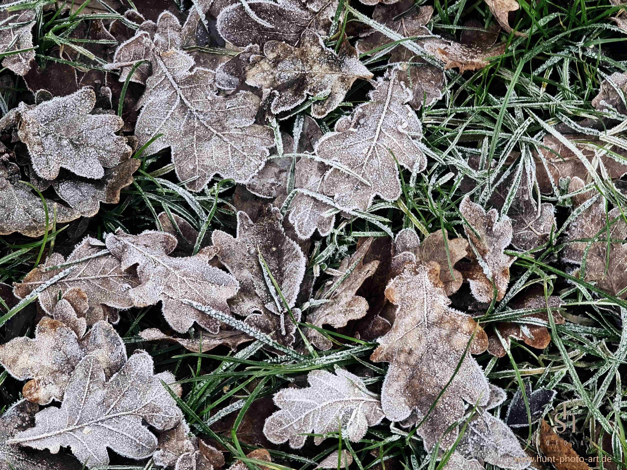 small pic ● Frozen Leaves
